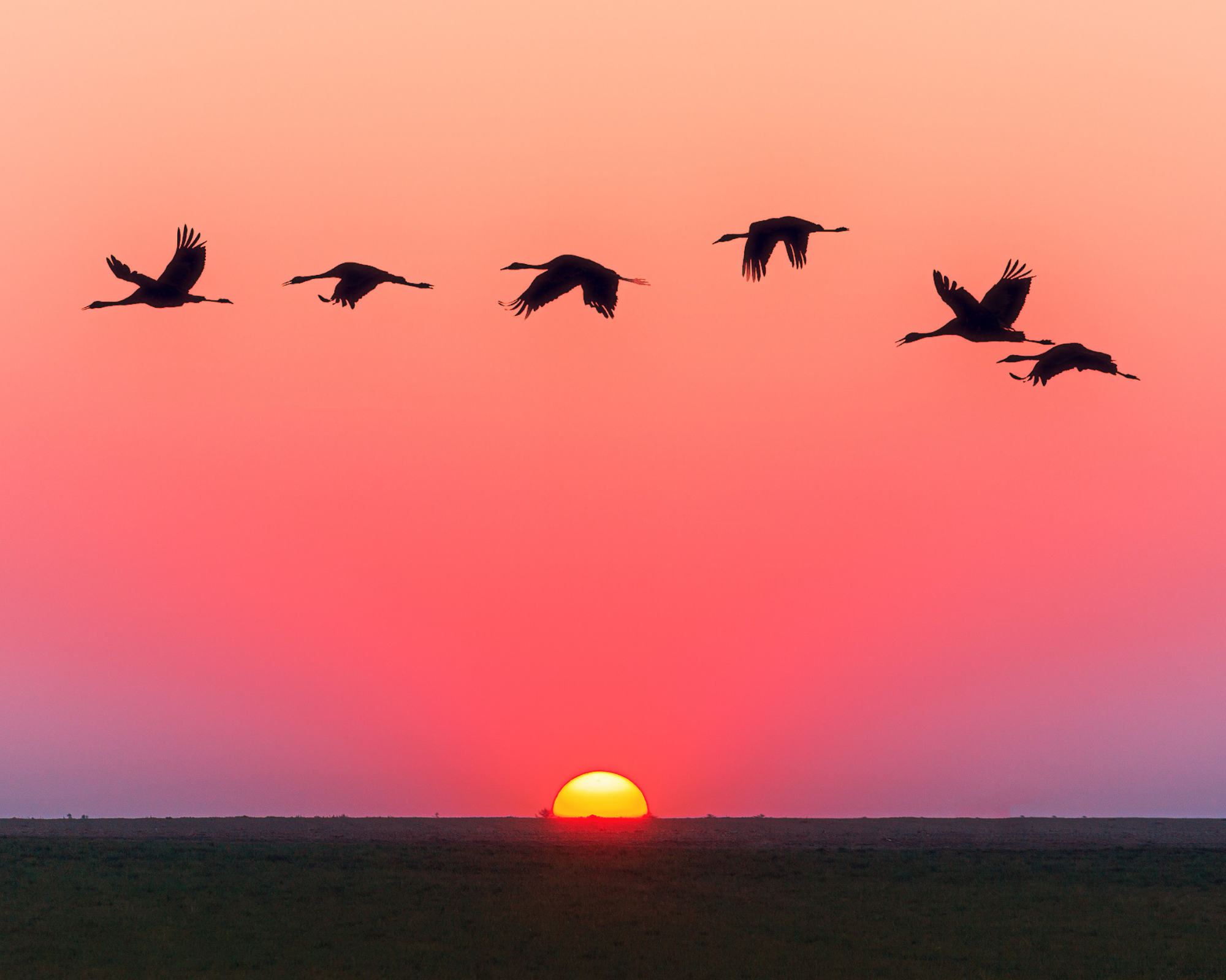 Vol d'oies sauvages sur coucher de soleil